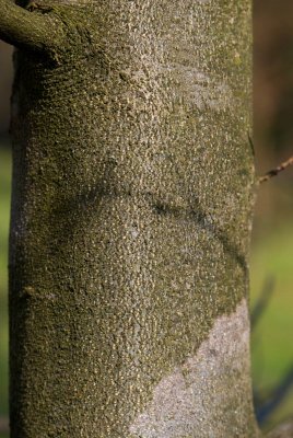 Fagus sylvatica 'Tricolor' (='Roseomarginata') - buk lesní - kůra